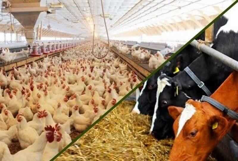 چرخ تولیدات دامی با وجود بحران جنگ با قوت می‌چرخد 