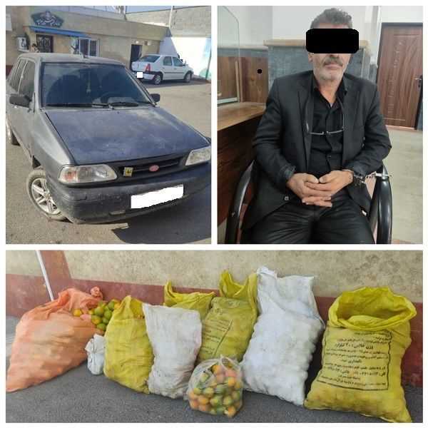 دستگیری سارق مرکبات در حین سرقت در ساری 