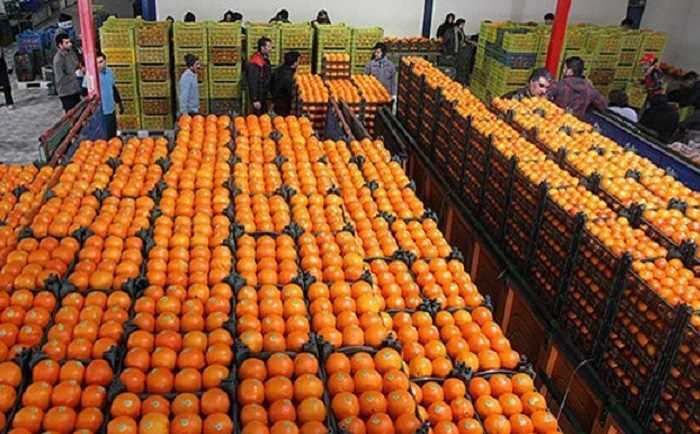 تعیین مباشر خرید مرکبات شب عید بزودی 