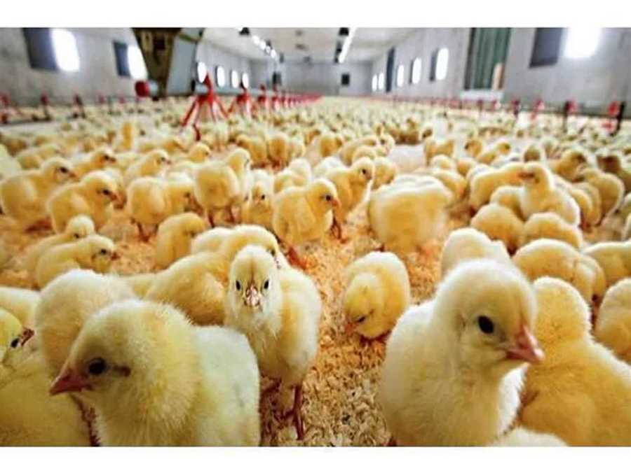 جوجه ریزی ۴۰۰ هزار قطعه‌ای در مرغداری‌های شهرستان گلوگاه
