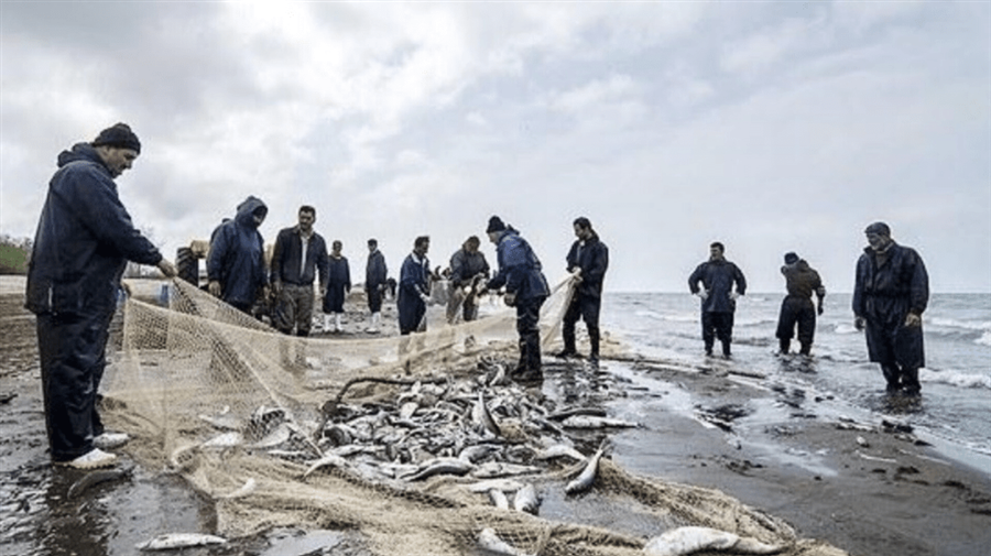 صید چشمگیر ماهی سفید در آغاز فصل؛ غافلگیری صیادان مازندران 