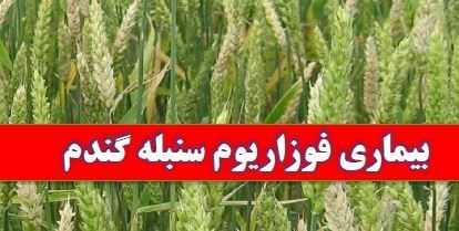 کشاورزان مازندرانی مراقب بیماری قارچی «فوزاریوم» در مزارع گندم باشند 