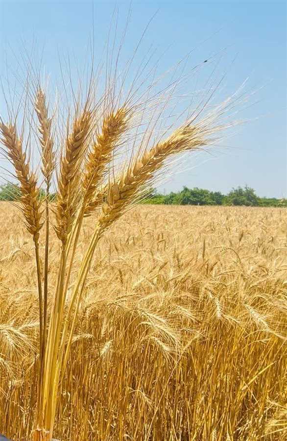 خرید تضمینی ۲۰۵۰ تن گندم از کشاورزان جویباری