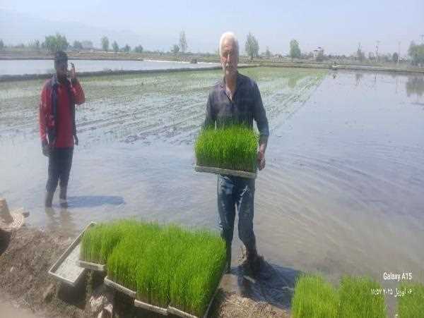 پیشتازی ۳۸ هزار هکتار ارقام محلی در کشت شالی آمل