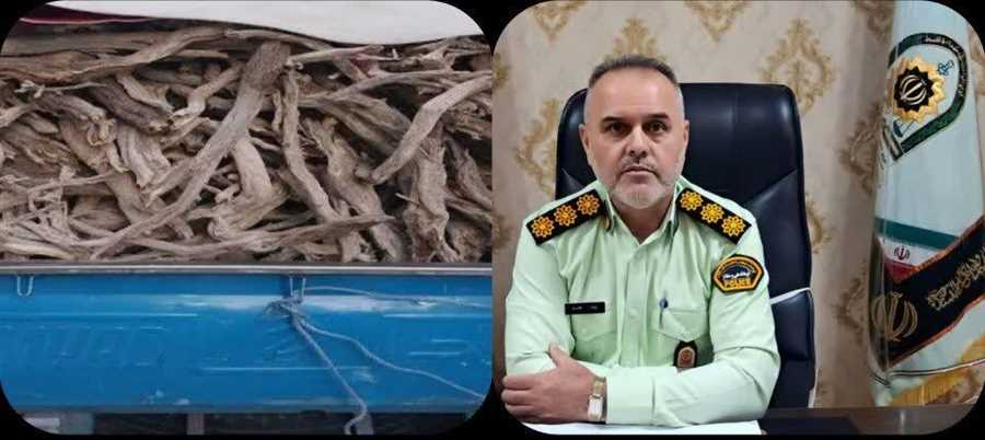 کشف ۵۰۰ کیلوگرم چوب طاق قاچاق در میاندورود 