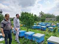 نظارت جهاد کشاورزی سوادکوه بر ثبت دقیق زنبورستان‌ها در سال ۱۴۰۴