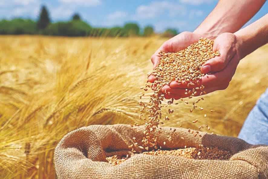 تأکید بر عدم برداشت زودهنگام گندم در مازندران