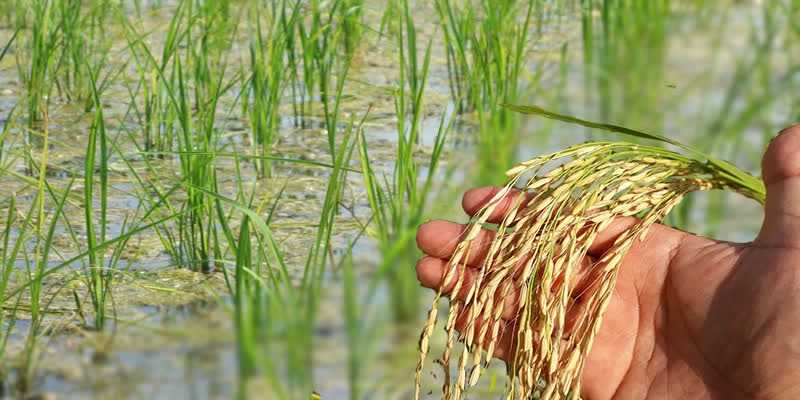  برداشت رتون در شهرستان بابلسر