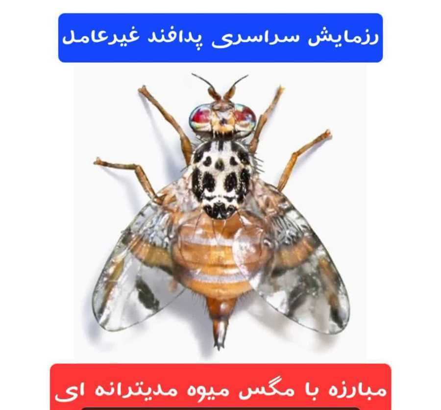 برگزاری رزمایش سراسری پدافند غیرعامل علیه مگس میوه مدیترانه‌ای در نکا 