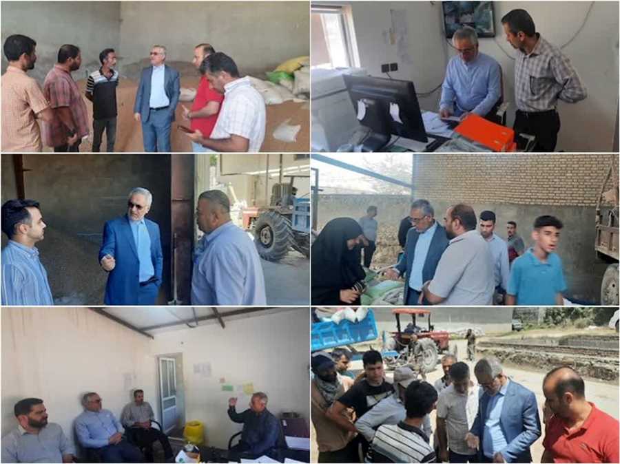 تداوم خرید تضمینی گندم در مناطق کوهستانی مازندران/ خرید تضمینی 80 هزارتن گندم در استان 